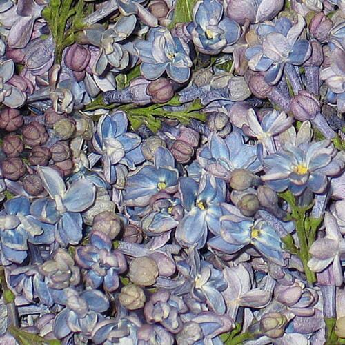 Periwinkle Fd Lilac Petals (30 Cups)