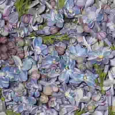 Periwinkle Fd Lilac Petals (30 Cups)