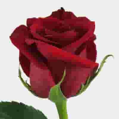 Rose Freedom 50 Cm. Bulk