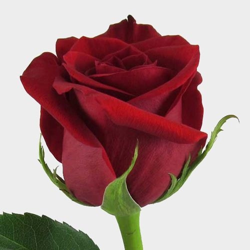 Rose Freedom 60 Cm Bulk