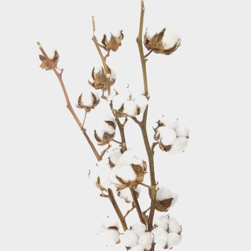 Bulk flowers online - Cotton Stems