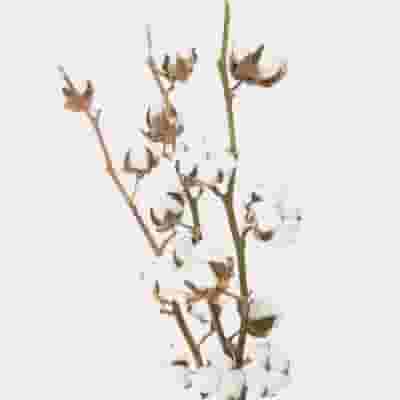 Cotton Stems