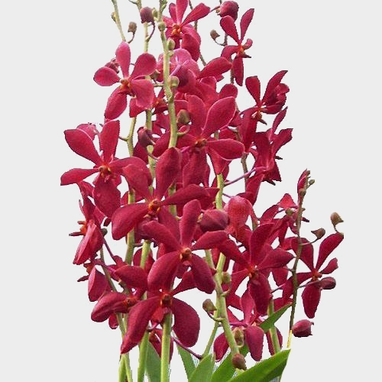 Dendrobium Red Mokara Wholesale Blooms By The Box