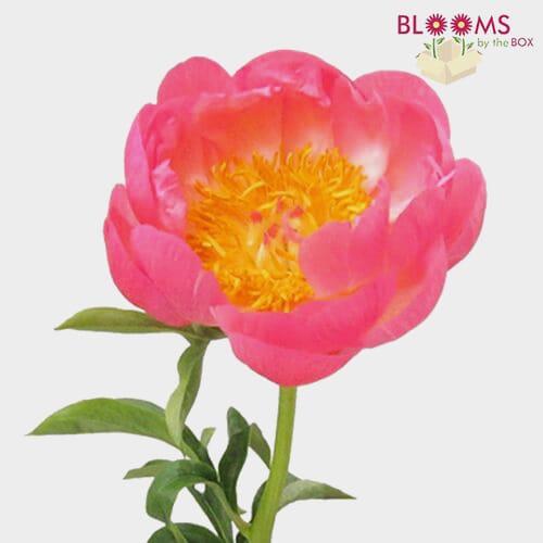 Wholesale flowers prices - buy Peony Peach Coral Charm in bulk