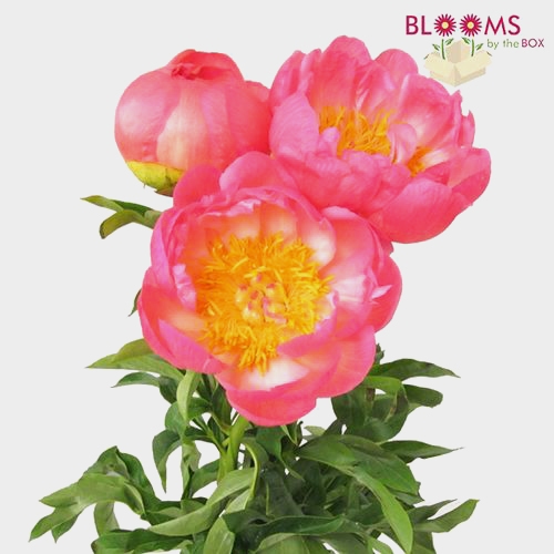 Peony Peach Coral Charm