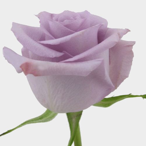 Wholesale flowers prices - buy Rose Ocean Song Lavender 40 Cm in bulk