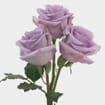 Rose Ocean Song Lavender 40 Cm