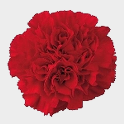 Patriotic DIY Flower Party Pack