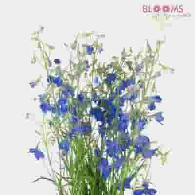Patriotic DIY Flower Party Pack