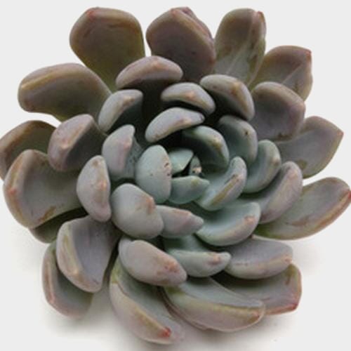 Wholesale flowers prices - buy Elegance Small Succulents 5cm in bulk