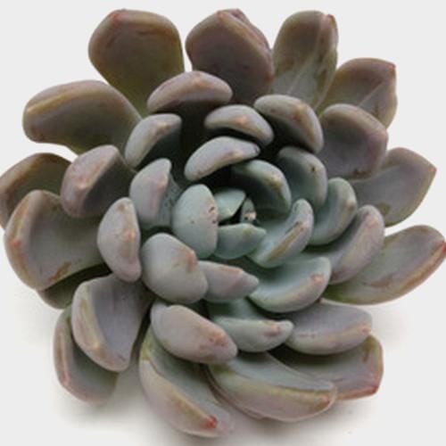 Elegance Small Succulents 5cm