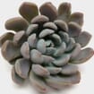 Elegance Large Succulents 12cm