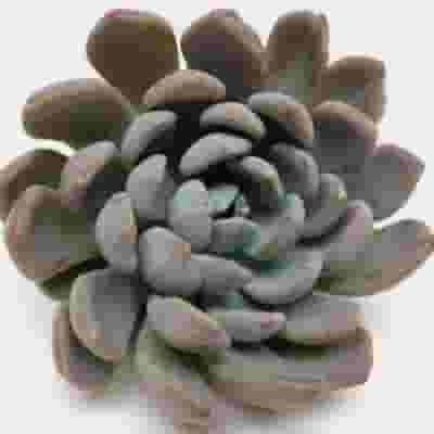 Elegance Large Succulents 12cm