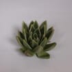 Miranda Large Succulents 12cm