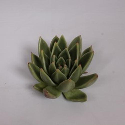 Miranda Large Succulents 15cm