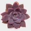 Neurenberg Small Succulents 5cm