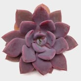 Neurenberg Large Succulents 15cm