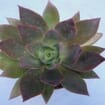 Paris Palace Large Succulents 15cm