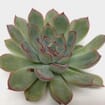 Rondo Small Succulents 5cm