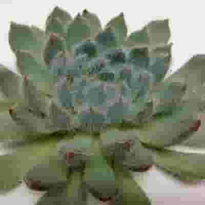 Rundelli Small Succulents 5cm