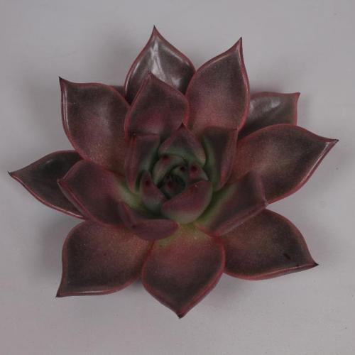 Taurus Medium Succulents 9cm