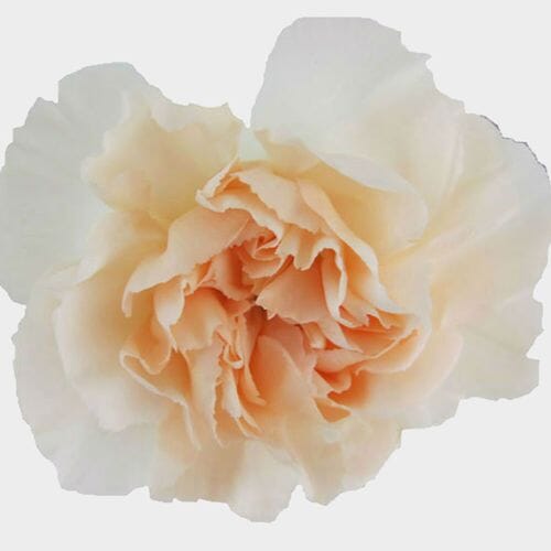 Peach Fancy Carnation Flowers