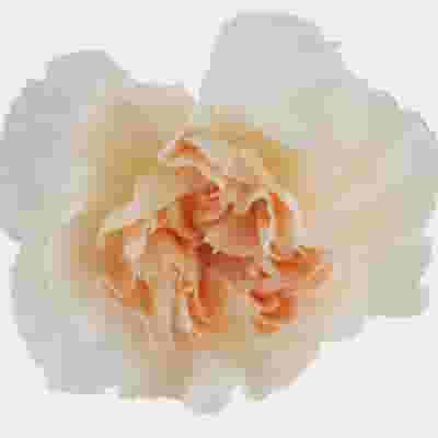 Peach Fancy Carnation Flowers