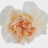 Peach Fancy Carnation Flowers