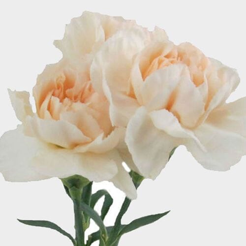 Peach Fancy Carnation Flowers Wholesale Blooms By The Box