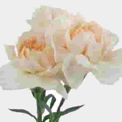 Peach Fancy Carnation Flowers