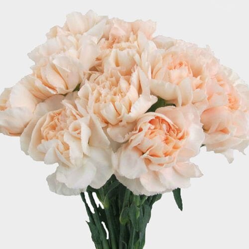 Peach Fancy Carnation Flowers Wholesale Blooms By The Box