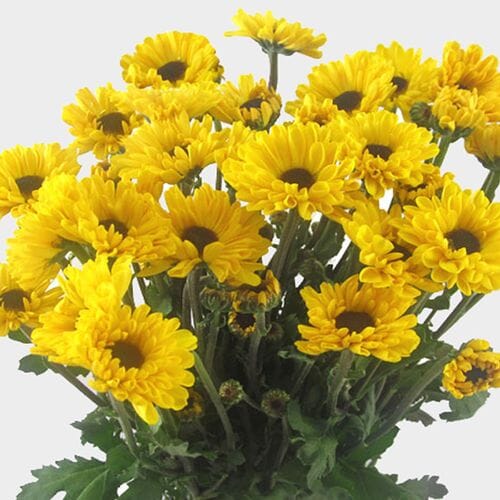 Bulk flowers online - Vyking Yellow Mum Flowers