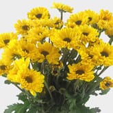 Vyking Yellow Mum Flowers