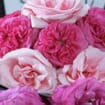 Garden Rose Baronesse Hot Pink