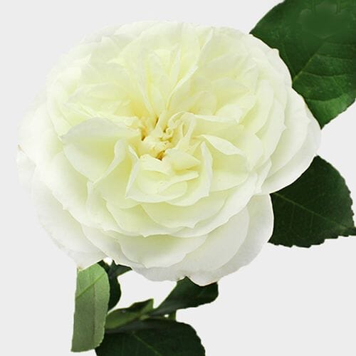 Wholesale flowers prices - buy Garden Rose Alabaster White in bulk