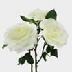 Garden Rose Alabaster White