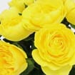 Garden Rose Lemon Pompom Yellow