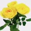 Garden Rose Lemon Pompom Yellow