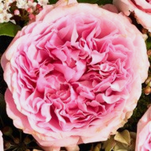 Garden Rose Miranda Pink