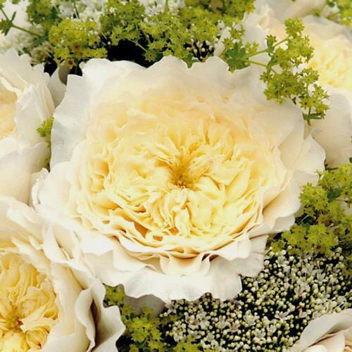 Wholesale flowers prices - buy Garden Rose Patience White in bulk