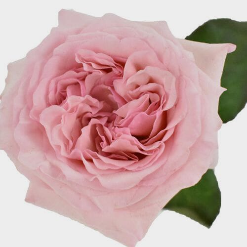 Wholesale flowers prices - buy Garden Rose O'Hara Light Pink in bulk