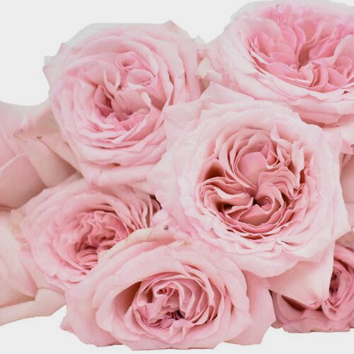 Garden Rose O'Hara Light Pink - Wholesale - Blooms By The Box