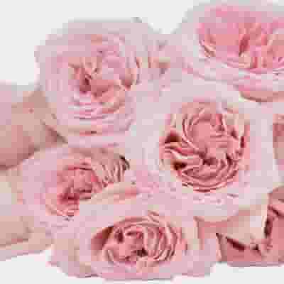 Garden Rose O'Hara Light Pink