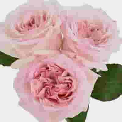 Garden Rose O'Hara Light Pink