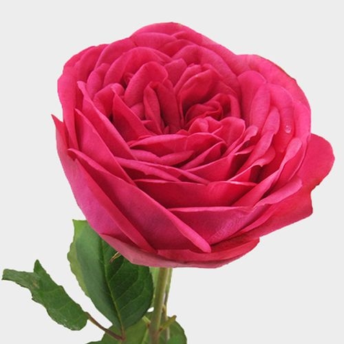 Garden Rose Piano Pink