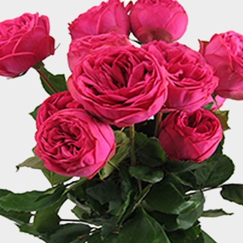 Garden Rose Piano Pink