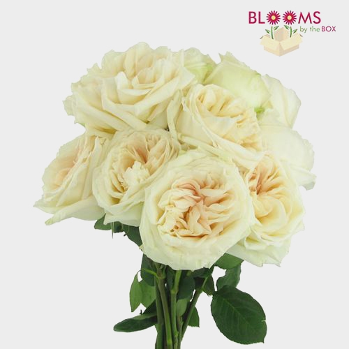 Garden Rose O'Hara White - Wholesale - Blooms By The Box