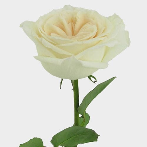 Bulk flowers online - Garden Rose O'Hara White