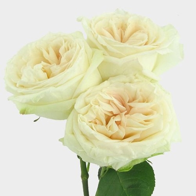 Garden Rose O Hara White Whole Blooms By The Box Garden Rose O Hara White Whole, O Hara Garden Rose
