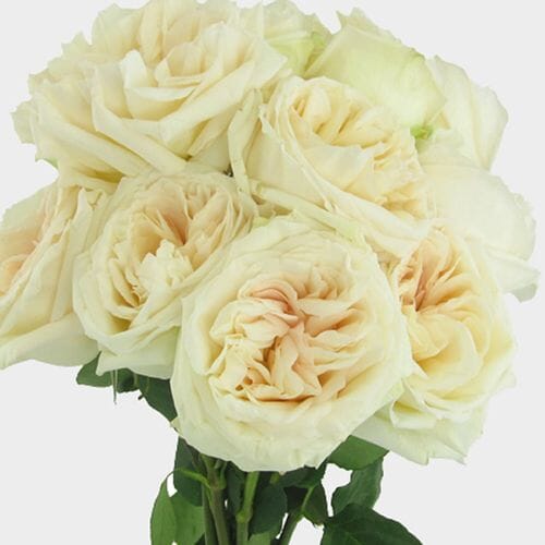 Garden Rose O'Hara White - Wholesale - Blooms By The Box